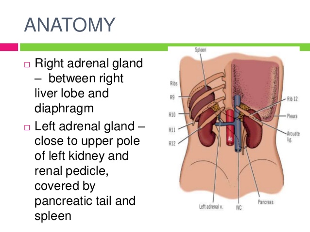 Anatomy adrenals