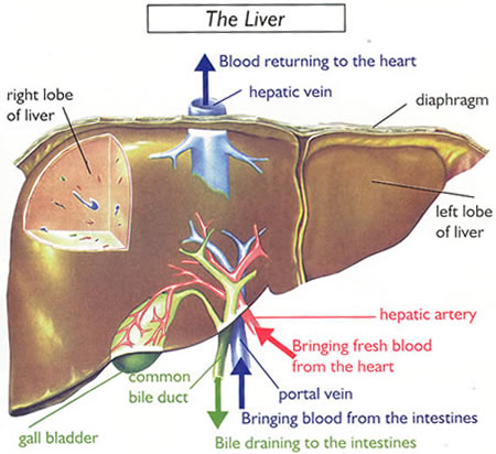 liver detox health