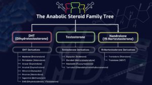 The Truth About Steroids what they Do and How They Work